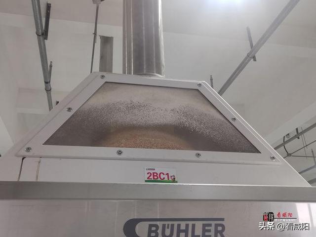 走进武功县金沙河超大型粮食综合加工基地|金沙河：小麦粒大能量 “变形”变出高质量