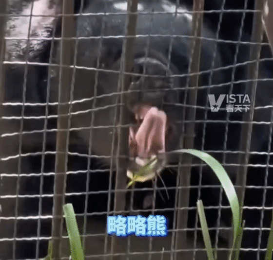 疯狂黑猩猩、摇滚熊猫、修仙狐猴…这个动物园没有正经动物？真相或许并不“好笑”