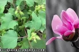 苍耳子+辛夷花，鼻炎鼻塞很常用图片