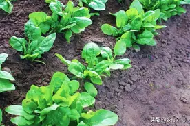 这两种发酵菌液用作肥料，种植蔬菜生长快又好吃，易学好用图片