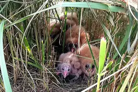 江苏发现8只“猴面鹰”，性格凶狠残暴，为护幼崽，敢跟老鹰拼命图片