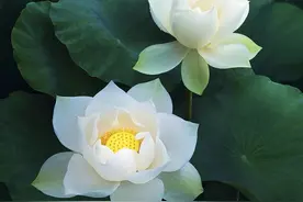 贪嗔痴慢疑之一“嗔毒”图片