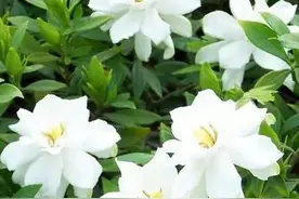 栀子花，芳香馥郁，花大洁白，叶色亮绿，颇受欢迎图片