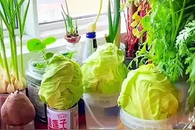 上海90后女子隔离在家种菜走红，网友：太有才了，这下不愁没菜吃图片