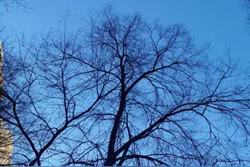 “dāo菜”的“dāo”究竟是哪个“dāo〞图片