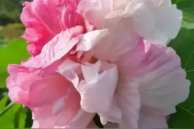 人与人相遇，不是无缘无故的，而是冥冥之中的注定，缘分的安排图片