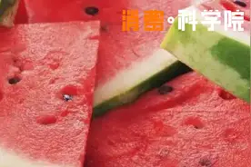 一天狂炫9个品种的西瓜，只为找到梦中情瓜！｜消费·科学院图片