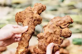 盆腔炎发作引发剧痛，一方清宫解毒饮，消炎镇痛，效果立竿见影！图片