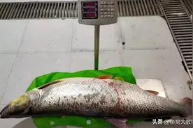丹江口水库捕获了湖北最大的鱤鱼，长达1.68米，后来怎么处理了？图片