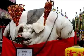 浙江80岁老汉把猪当宝贝，攒钱赊账喂其人参，6年后得1800斤猪王图片