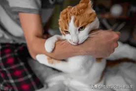 超过24h接种没用？狂犬疫苗被好多人误解，快来看看你有没有中招图片