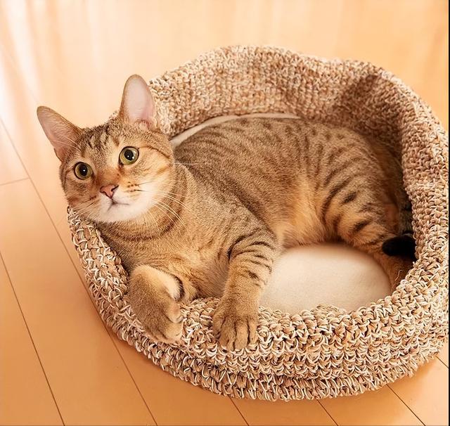 猫咪说"对不起"的9种方式,还有很多铲屎官不知道