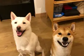 柴犬可不总是好脾气，这四件事宠主不能做，不然它会发狂伤人的图片