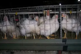 肉鸡腺肌胃炎发病率高达98%过，对于腺肌胃炎应该这样治疗图片