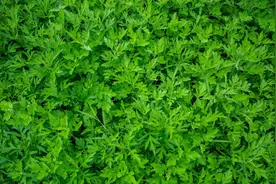 一些老中医把膻中穴的“膻”读作“tan”，读错了吗？图片