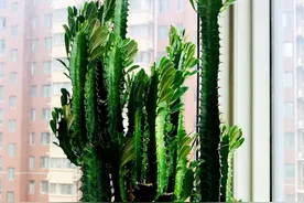 公认的“镇宅花”龙骨，居家盆栽该注意什么？抓住4点越养越旺图片