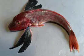 小雪前后，这种海鱼大量上市，炖汤溜鲜，10元一斤，好吃不贵图片