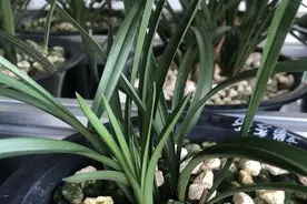 兰花常见害虫“小黑飞”—尖眼蕈蚊的前世今生图片