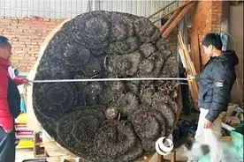 600公斤猪王，直径2米蜂窝，300斤菌王…云南那些大到成精的东西图片