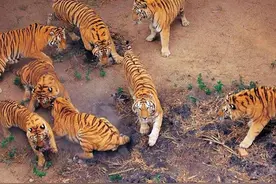 村民：浙江临海山上惊现多只“老虎”！野生华南虎？真相是什么？图片