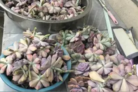 室内养多肉，谁养谁后悔的两个品种，和养护技术无关，就是不适合图片