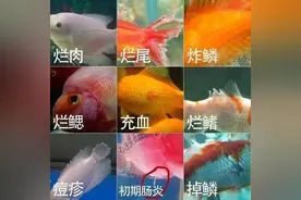 春季，锦鲤易患的疾病及治疗方法（上）图片