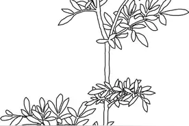 香料知识：臭草又称芸香草，是广东绿豆沙及绿豆海带糖水灵魂香料图片
