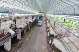 老羊倌养了30年总结出来的养羊卖羊的赚钱经验图片