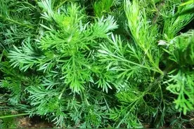 这种野草有“清利湿热、利胆退黄”之功，春初三寸的幼苗最佳图片