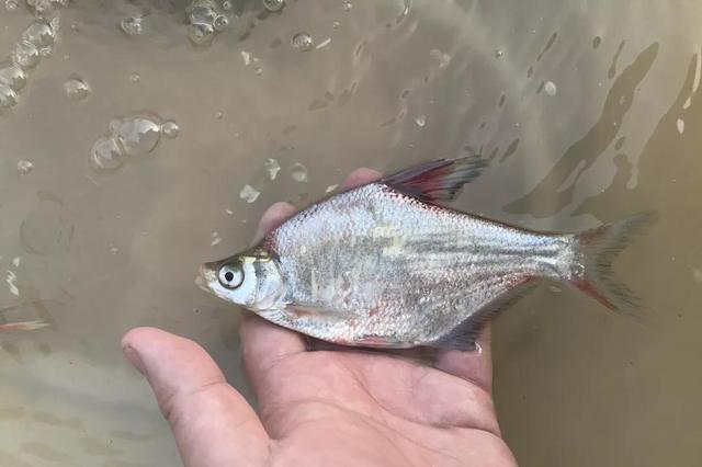 鱼鳞皮肤上有一棱