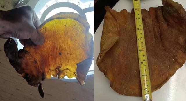 鱼胶的学名 2025年鱼胶学名叫什么