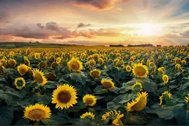 不妨推敲推敲图片