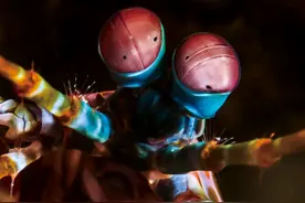 雀尾螳螂虾：1秒500拳，出拳加速度堪比子弹，能一拳打碎鱼缸图片