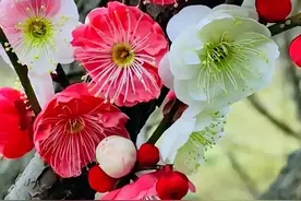 “待到山花烂漫时，她在丛中笑”：浪漫的词句，胜利的豪情图片
