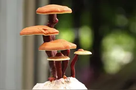 中国女性名字中，常见的“芝”“兰”“萍”到底有何意义？图片