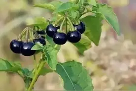 这些美味的野果你吃过哪个？70-80后的回忆，吃过的都老了图片