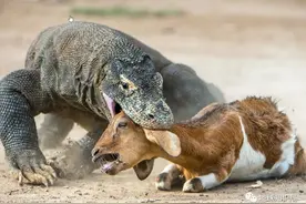 3米长281斤重的科莫多巨蜥捕食84斤的山羊，不多见的场面！图片