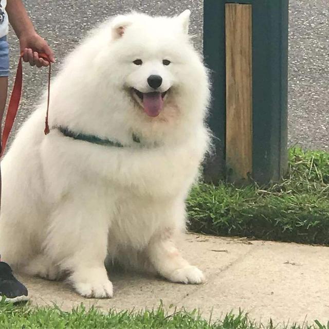 萨摩耶犬太胖怎么办?可以试试这几个方法