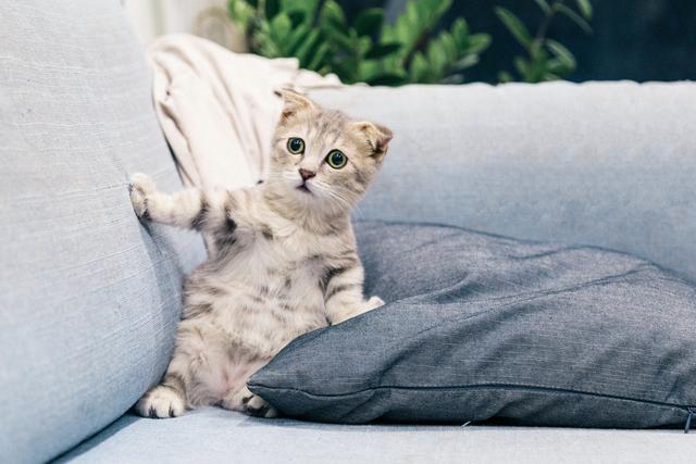 盘点养猫智商税产品，不要再被割韭菜了