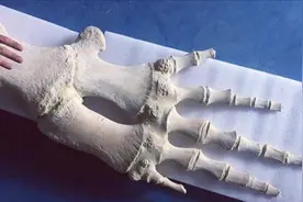 鲸鱼没有手，为什么长着人手一样的骨骼？这得从鲸鱼的进化史说起图片