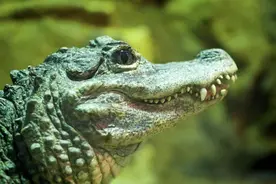 自家门口还能养鳄鱼！十年来，“他们”出镜次数越来越多……图片