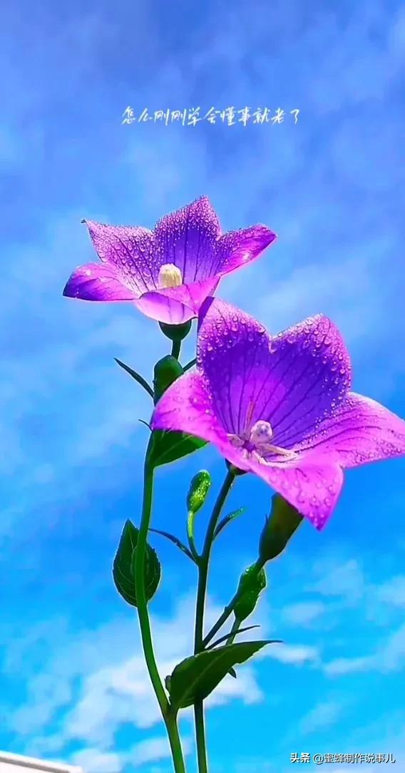 一束鲜花，醉蓝天