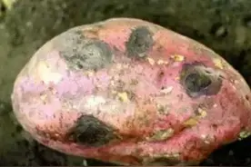 红薯主要病害识别与防治技术图片