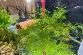 扔一把竹节草在鱼缸里，繁殖孔雀鱼变成简单事，都说是最好的搭档图片