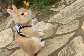 兔子吃什么？这些食材很常见，收藏后可自制兔粮啦图片