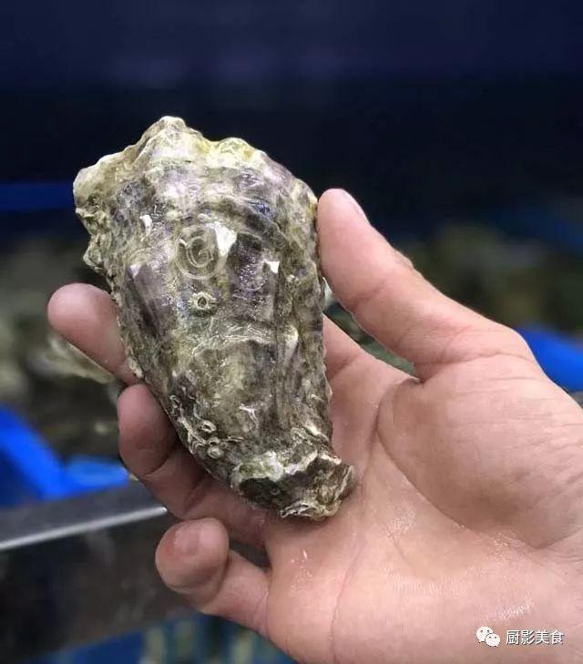 什么海鲜胶原蛋白最多 2025年海鲜含有胶原蛋白吗