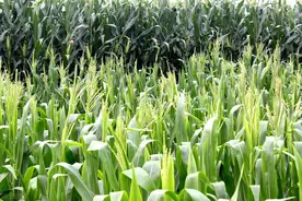 三款高品质白糯玉米，选哪个品种好？种植户们可以根据甜度来选哦图片