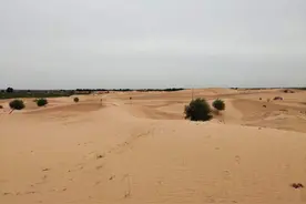 快要被消灭的沙漠，一帮闹事者突然横空出世，几十年努力被荒废了图片