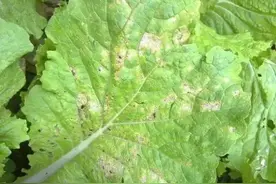 白菜得了“霜霉病”怎么办？三点管理办法，保产保收图片