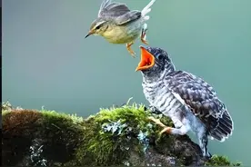 斑鸠不会筑巢？随处可见的斑鸠能吃否？为何说吃斑鸠危害很大？图片